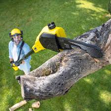 How Our Tree Care Process Works  in  New Hope, PA