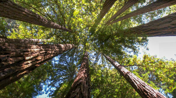 New Hope, PA Tree Services Company