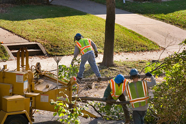 Best Commercial Tree Services  in New Hope, PA