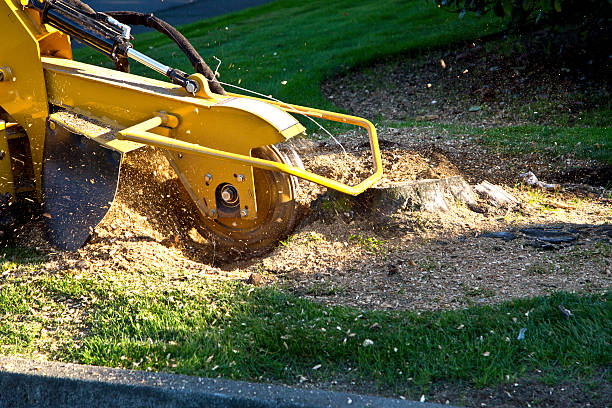 Best Weed Control  in New Hope, PA