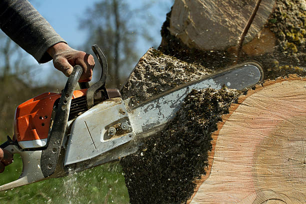 Best Fruit Tree Pruning  in New Hope, PA