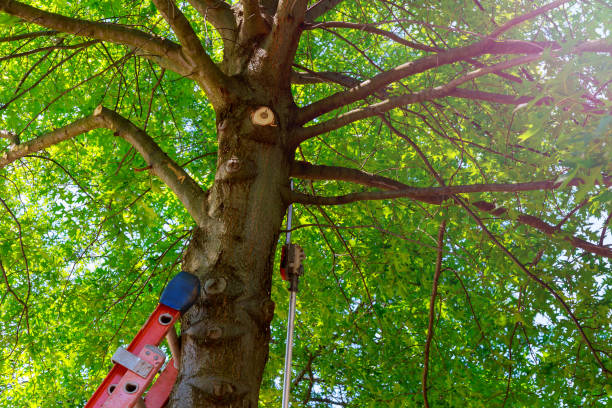Best Leaf Removal  in New Hope, PA